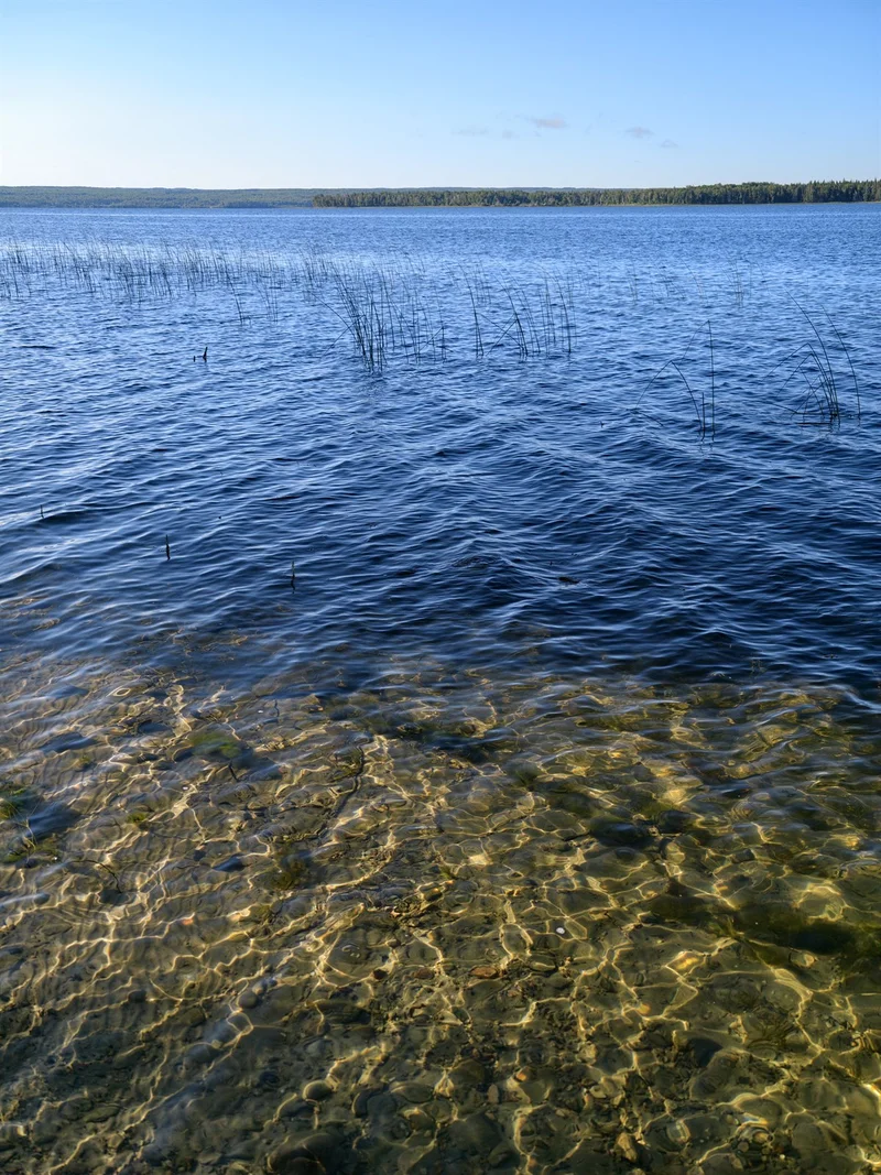 Clear lake water with reeds, a distant tree line, and open blue sky